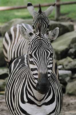 Aachener Zoo Aachener-Zoo-Zebra-001